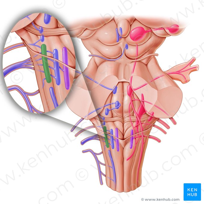 Nucleus ambiguus; Image: Paul Kim