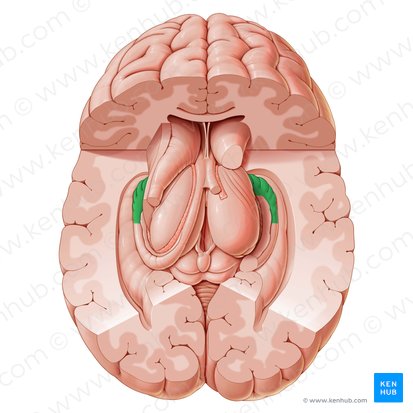 Hippocampus; Bild: Paul Kim