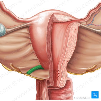 Ligamento recto-uterino (Ligamentum uterosacrale); Imagen: Samantha Zimmerman