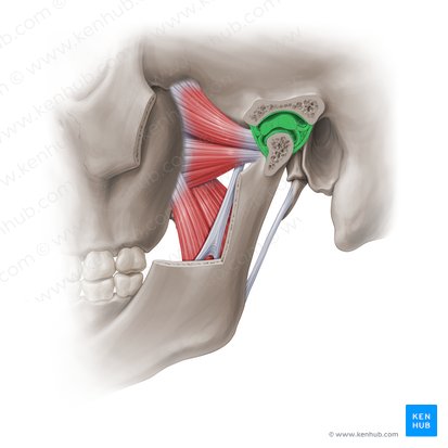 Temporomandibular joint (Articulatio temporomandibularis); Image: Paul Kim
