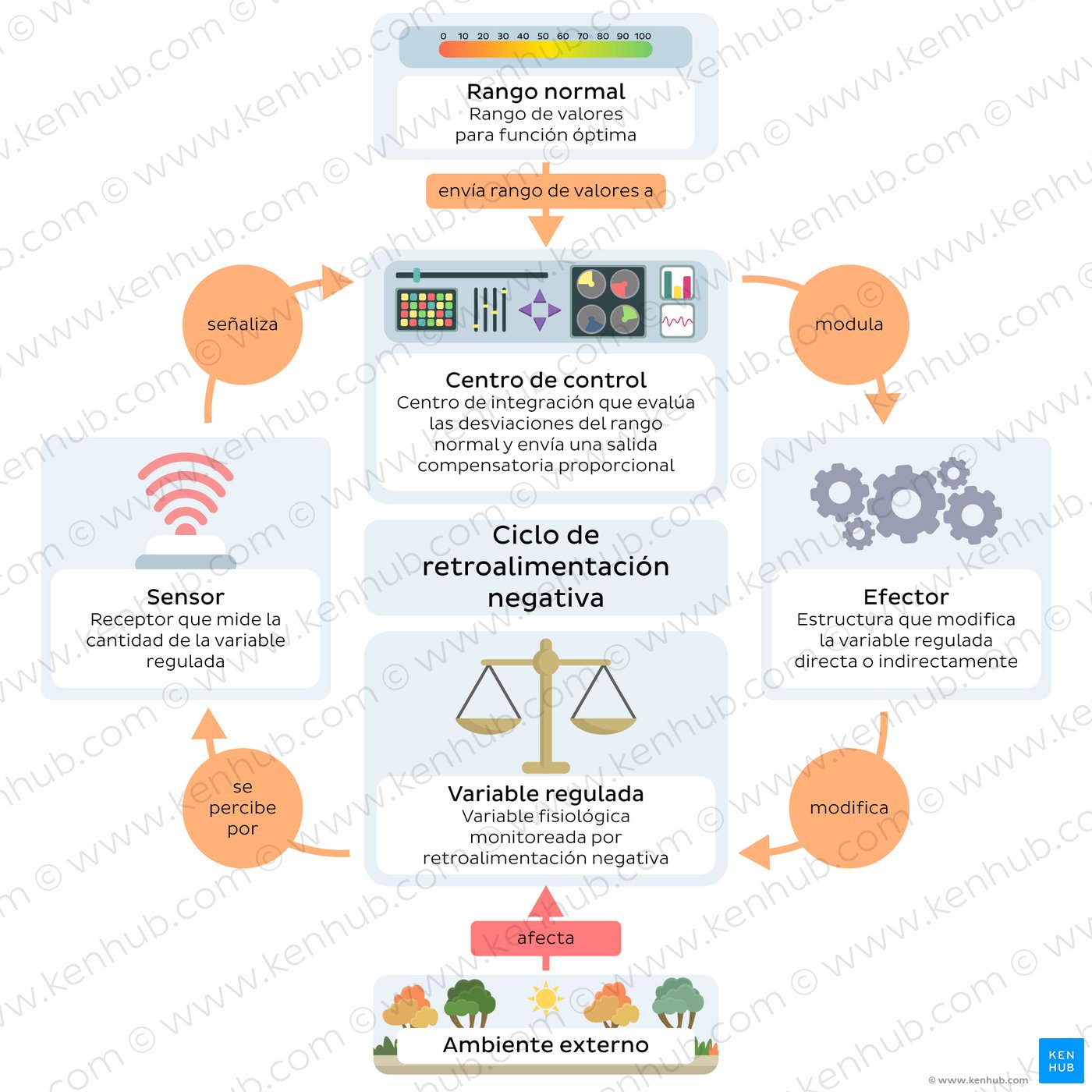 Diagram of the steps of a negative feedback loop