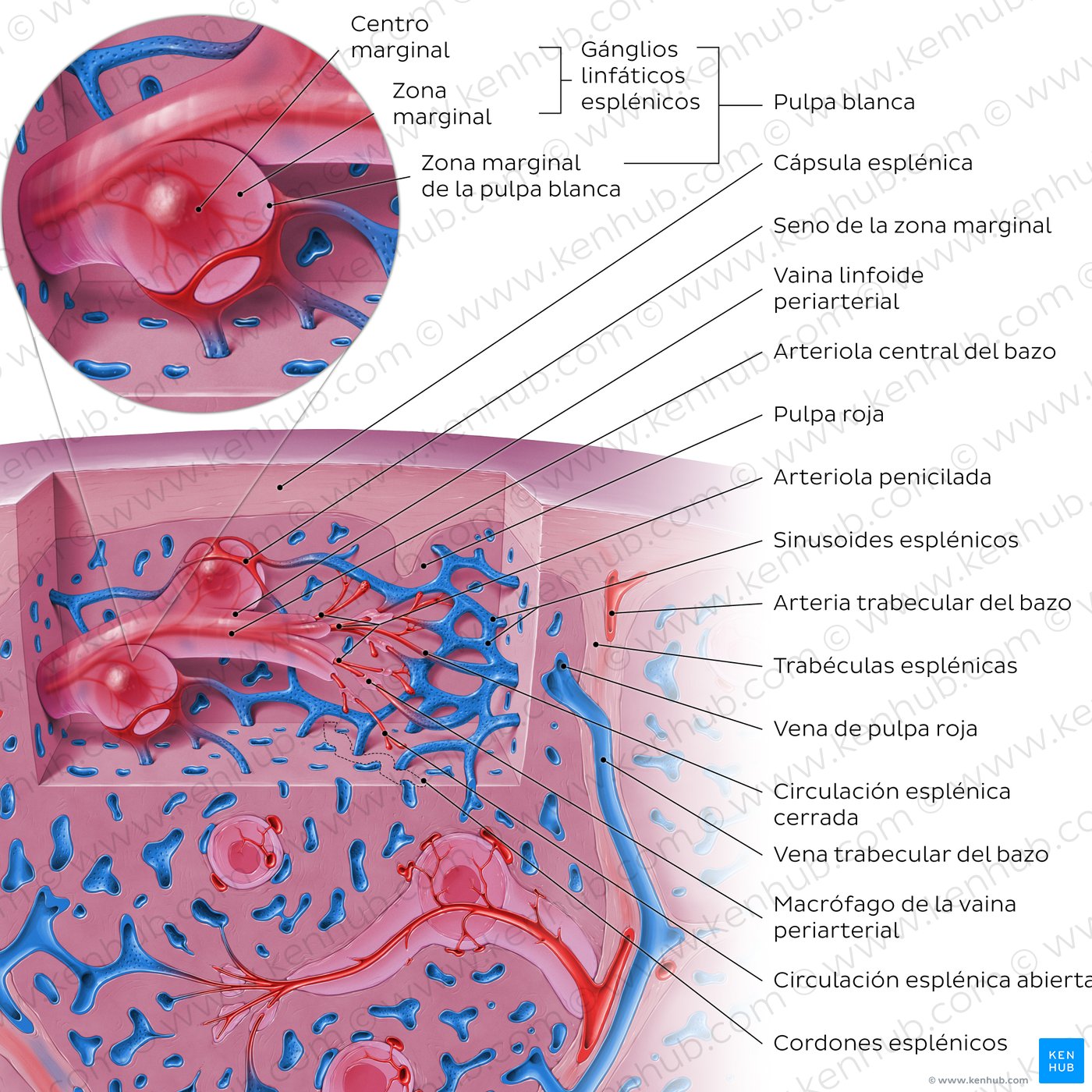 Vasos sanguíneos y microcirculación del bazo