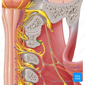 Spinal nerve C1 (Nervus spinalis C1); Image: Paul Kim