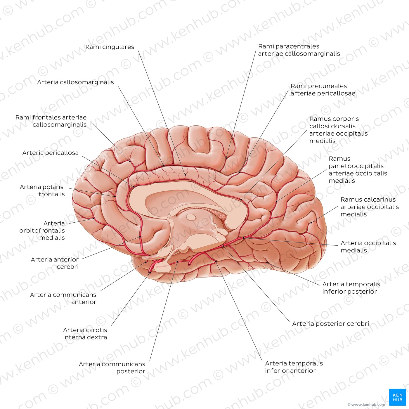 Arterien des Gehirns