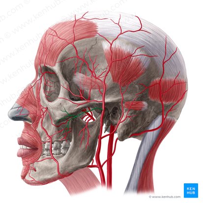 Transverse facial artery (Arteria transversa faciei); Image: Yousun Koh