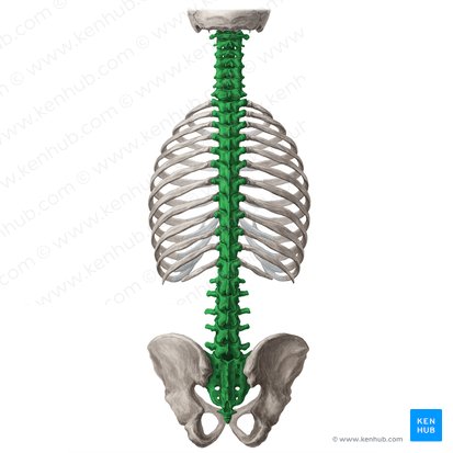 Coluna vertebral (Columna vertebralis); Imagem: Yousun Koh