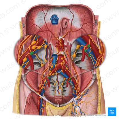 Nodi lymphoidei iliaci interni (Innere Beckenlymphknoten); Bild: Irina Münstermann