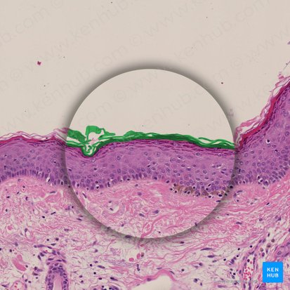 Keratinum (Keratinschicht); Bild: 