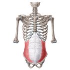 Muscles of the abdominal wall