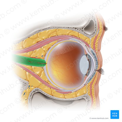 Optic nerve (Nervus opticus); Image: Paul Kim