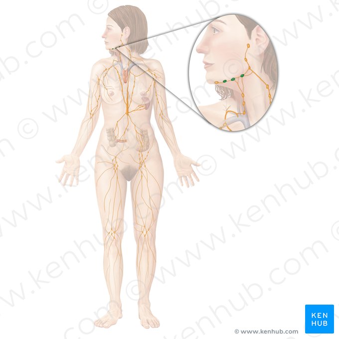 Submandibular lymph nodes (Nodi lymphoidei submandibulares); Image: Begoña Rodriguez