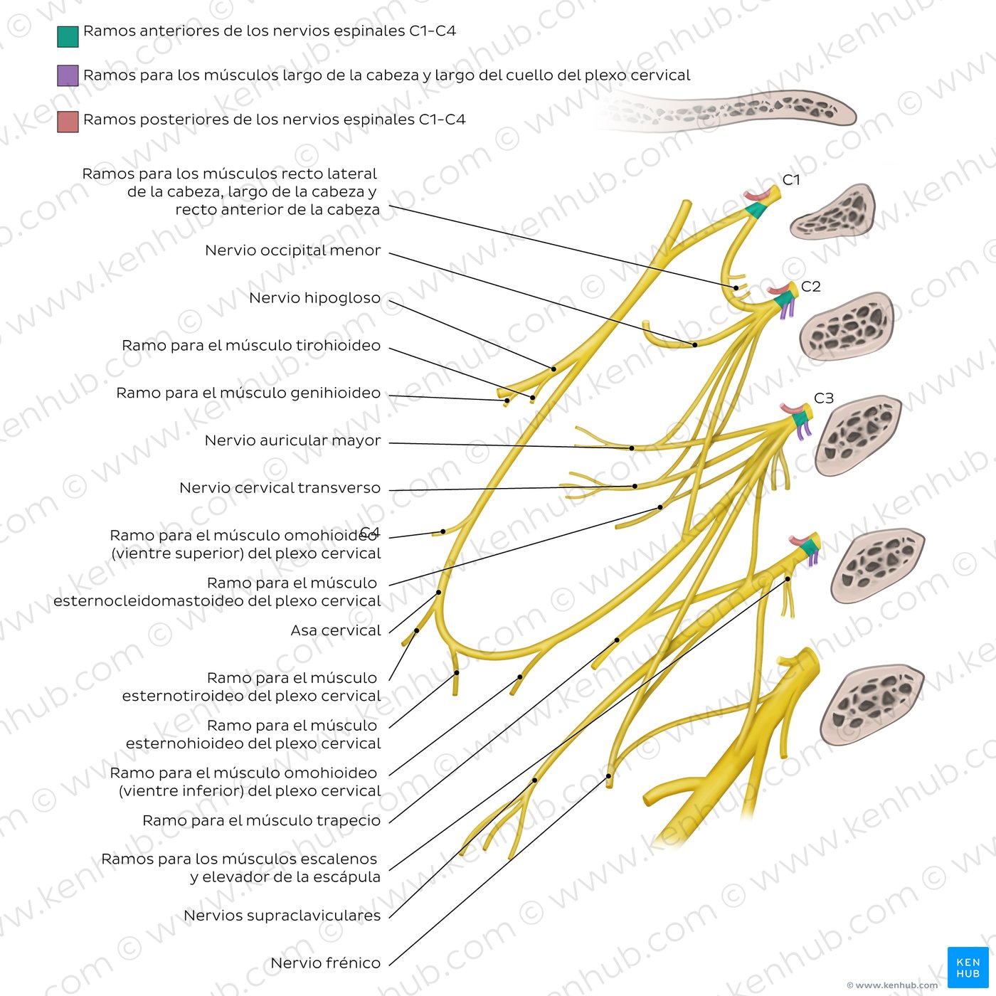 Origen y ubicación del plexo cervical