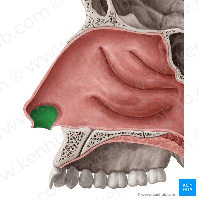 Vestíbulo nasal (Vestibulum nasi); Imagen: Yousun Koh