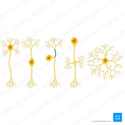Processus peripheralis neuri pseudounipolaris (Peripherer Fortsatz des pseudounipolaren Neurons); Bild: Paul Kim