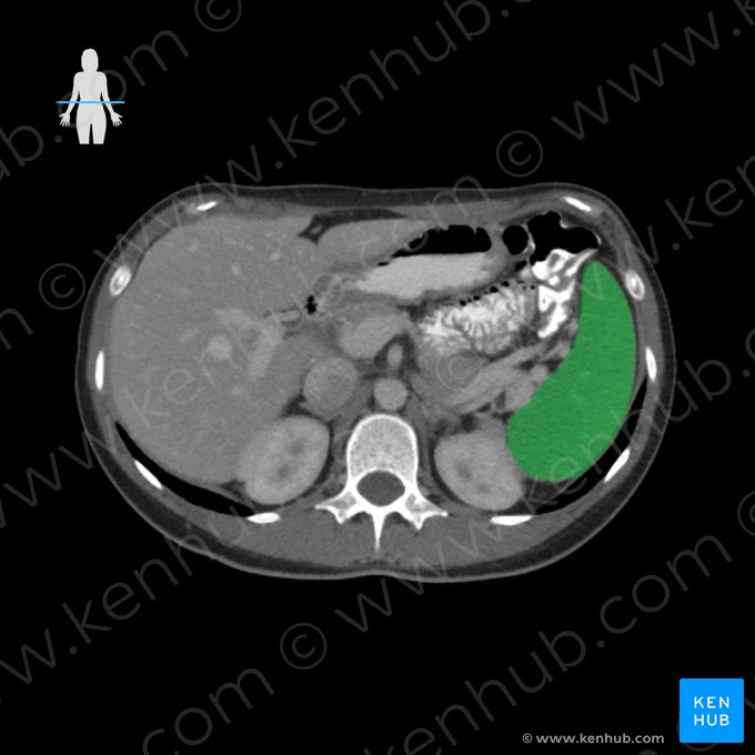 Baço (Splen); Imagem: 