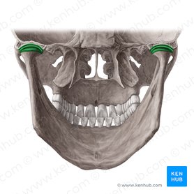 Temporomandibular joint (Articulatio temporomandibularis); Image: Yousun Koh