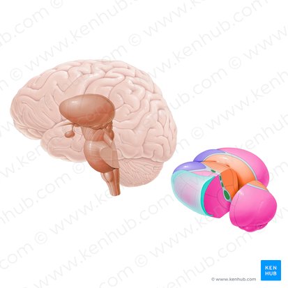 Intralaminar nuclei of thalamus (Nuclei intralaminares thalami); Image: Paul Kim