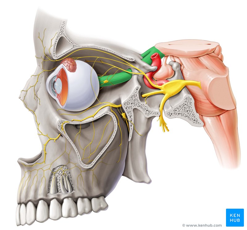 Optic nerve - lateral-left view