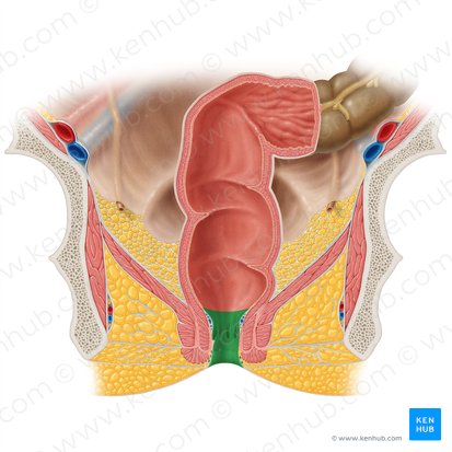 Canal anal (Canalis analis); Imagen: Samantha Zimmerman