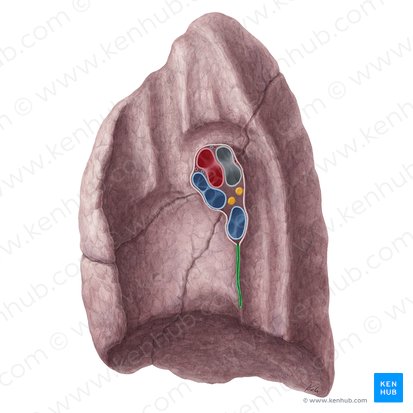 Ligamentum pulmonale dextrum (Rechtes Lungenband); Bild: Yousun Koh