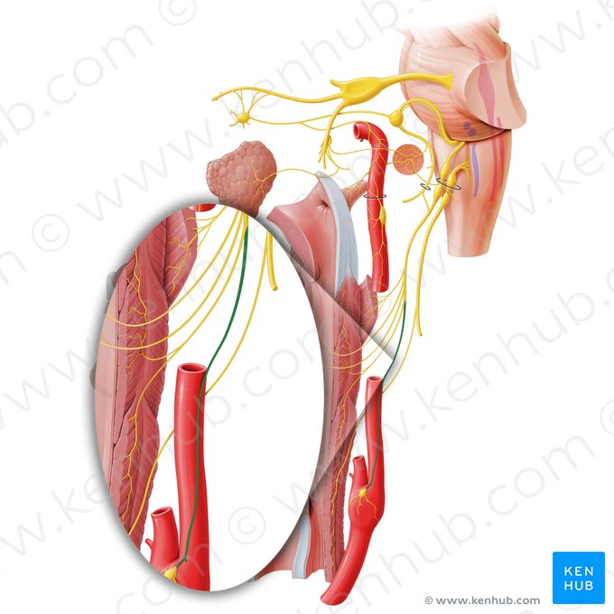 Nervo do seio carótico (Nervus sinus carotidis); Imagem: Paul Kim