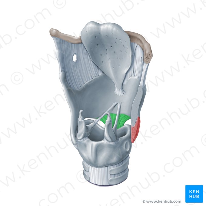 Ligamento cricotiroideo medio (Ligamentum cricothyroideum medianum); Imagen: Paul Kim