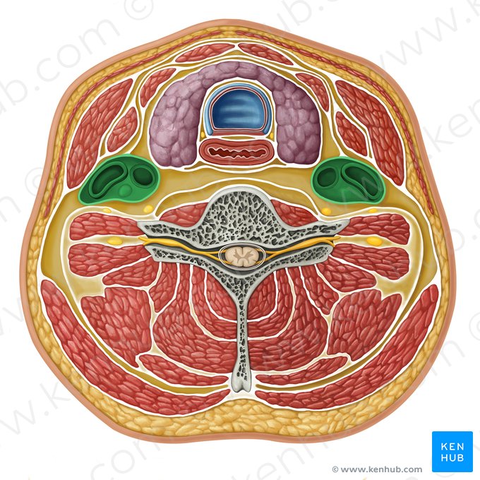 Vascular compartment (Compartmentium vasorum); Image: Irina Münstermann