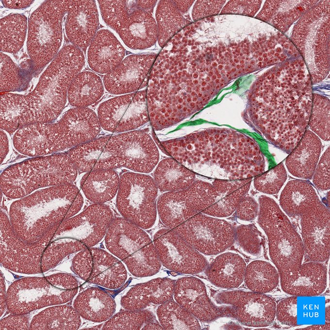 Tejido conectivo intertubular (Textus connectivus intertubularis); Imagen: 