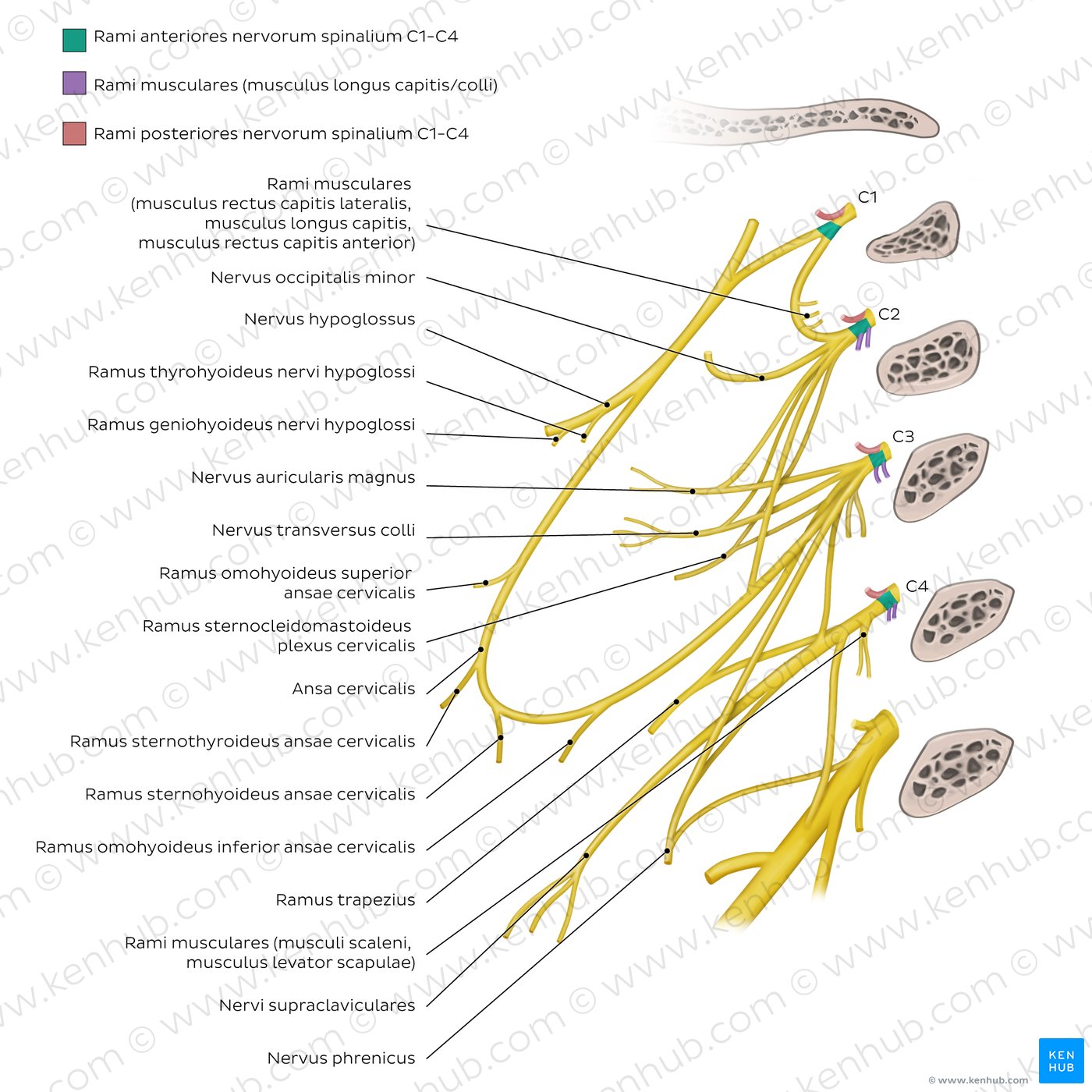 Plexus cervicalis
