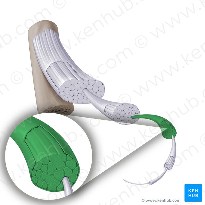 Fascículo de fibras secundarias (Fasciculus secondarius); Imagen: Paul Kim