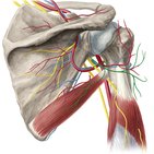 Axillary nerve