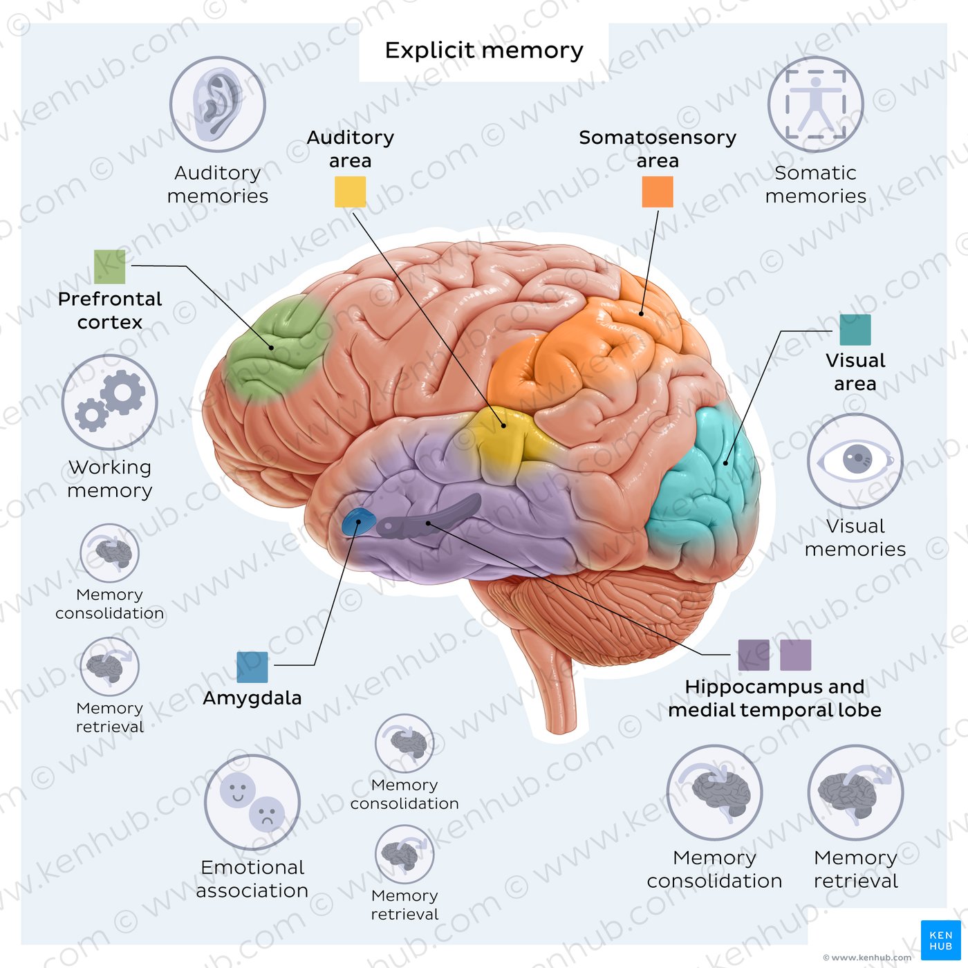 Explicit memory: brain structures