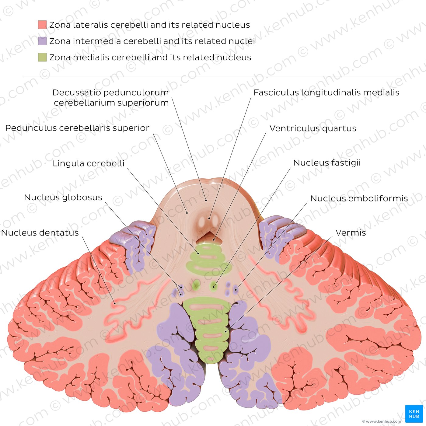 Nuclei des Cerebellums
