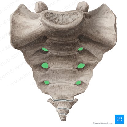 Forames sacrais anteriores (Foramina sacralia anteriora); Imagem: Liene Znotina