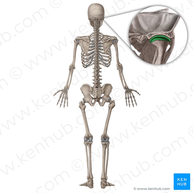 Articulação temporomandibular (Articulatio temporomandibularis); Imagem: Irina Münstermann