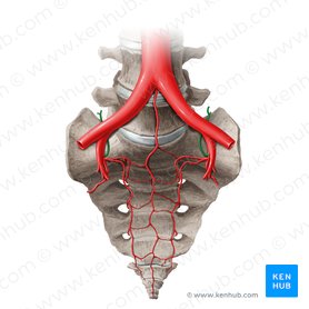 Iliolumbar artery (Arteria iliolumbalis); Image: Paul Kim