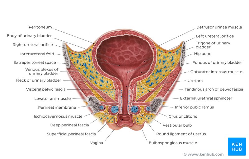 Female urinary bladder and urethra: Diagram
