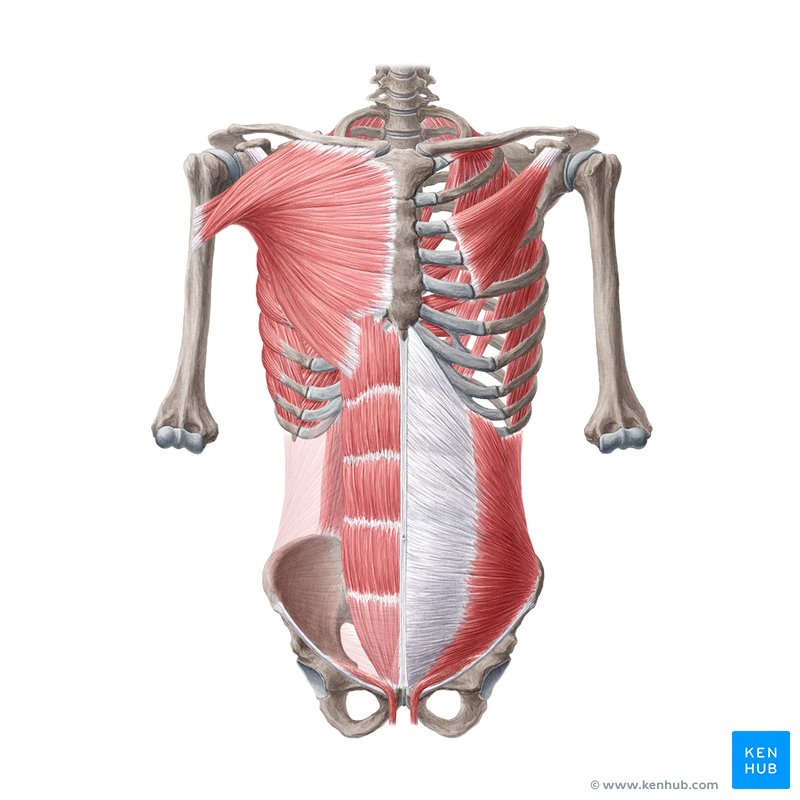 Upper body clearance muscle parts