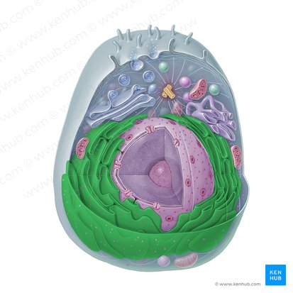 Retículo endoplasmático rugoso (Reticulum endoplasmicum granulosum); Imagem: Paul Kim