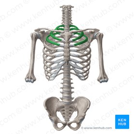 Rippen (Costae) – Anatomie, Aufbau, Gelenke und Bänder | Kenhub