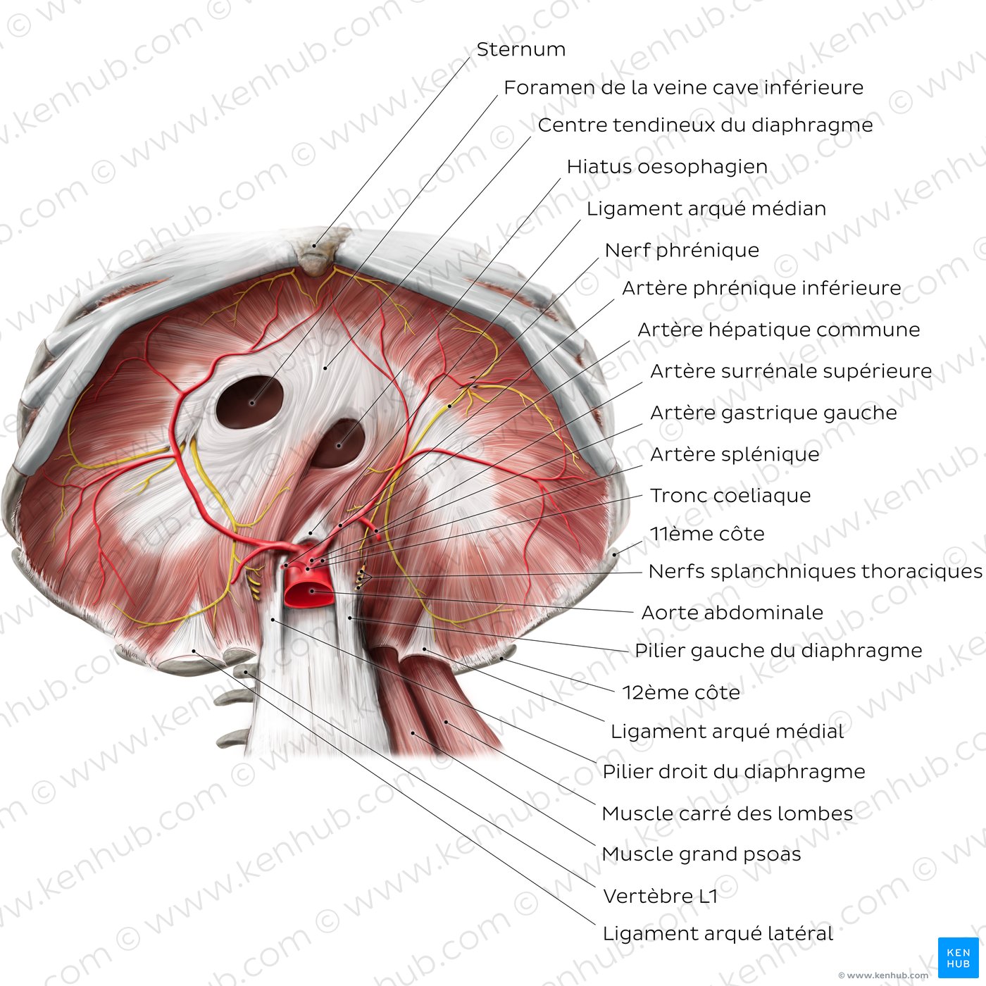 Face abdominale du diaphragme (schéma)