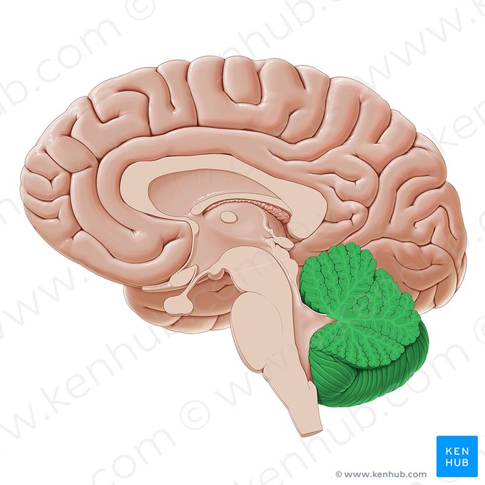 Cerebellum (Kleinhirn); Bild: Paul Kim