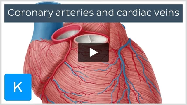 Atherosclerotic plaque in arteries overview • Heart Research Institute