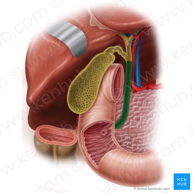 Ducto colédoco (Ductus biliaris); Imagem: Samantha Zimmerman