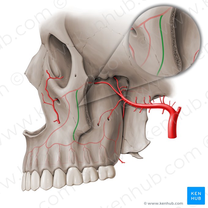 Arteria alveolaris superior media (Obere mittlere Zahnfacharterie); Bild: Paul Kim