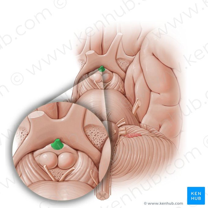 Infundibulum of pituitary gland (Infundibulum); Image: Paul Kim
