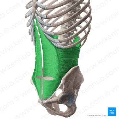 Músculo transverso do abdome (Musculus transversus abdominis); Imagem: Yousun Koh