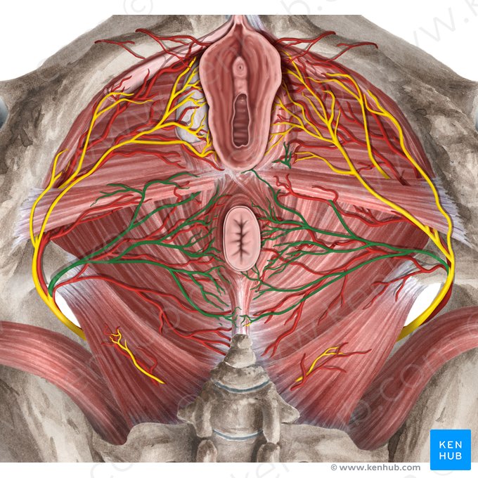 Inferior anal nerve (Nervus analis inferior); Image: Rebecca Betts