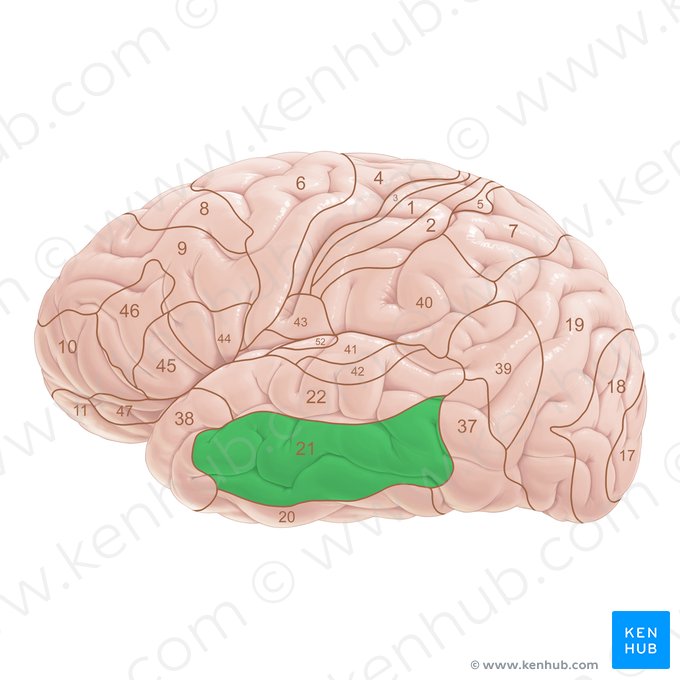 Area Brodmann 21 (Brodmann-Areal 21); Bild: Paul Kim
