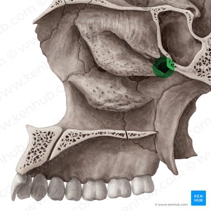 Foramen sphenopalatinum (Keilbein-Gaumen-Loch); Bild: Yousun Koh